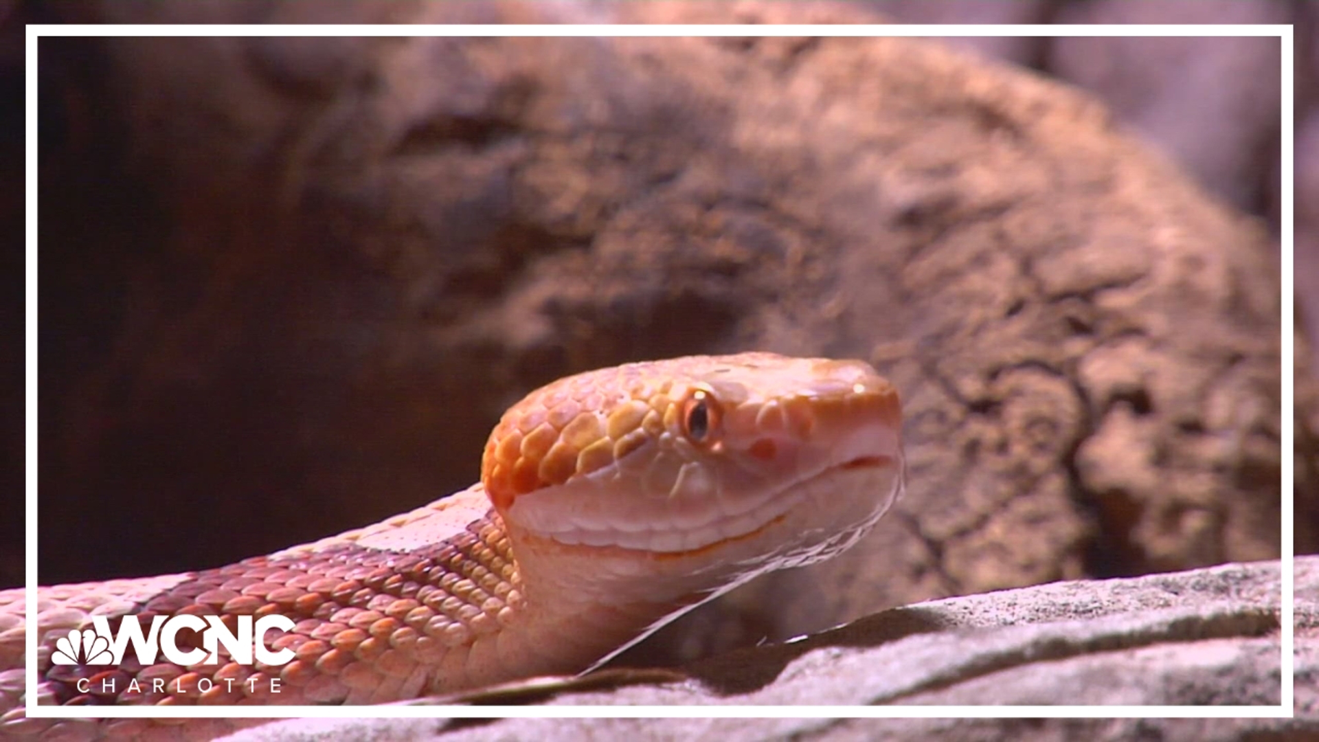 North Carolina leads the nation in reported snake bites, both for venomous and nonvenomous snakes.