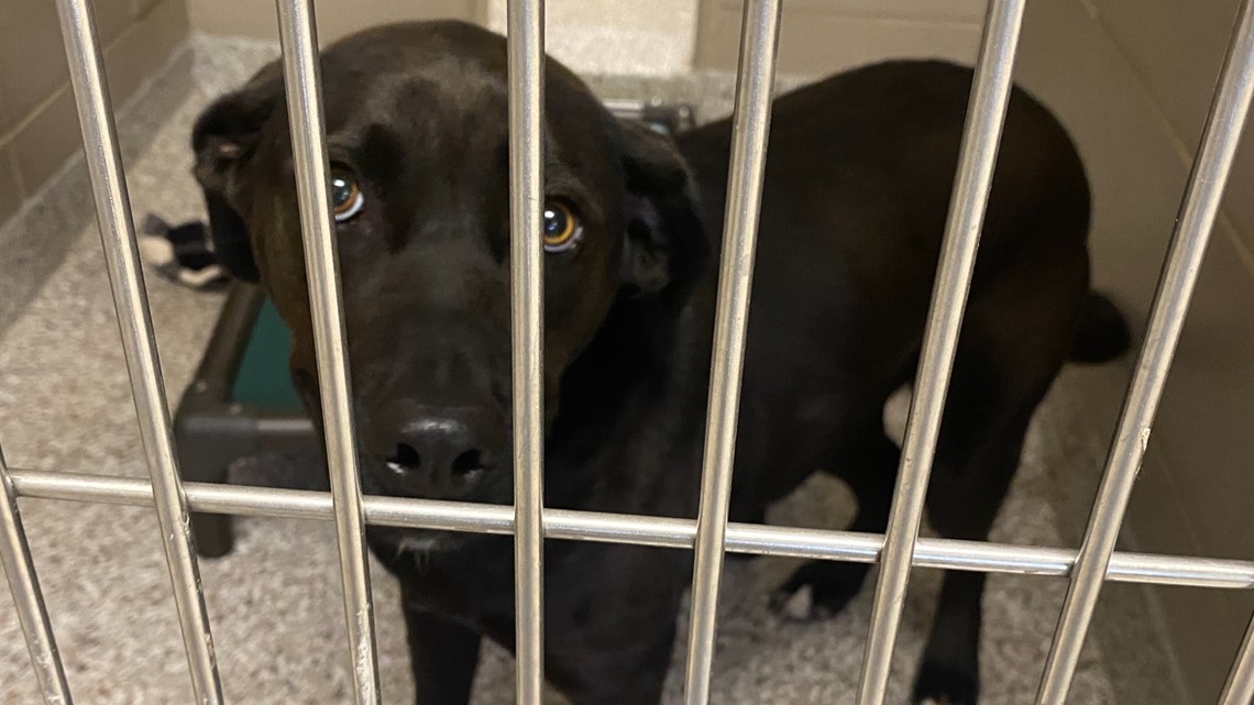 Animal shelters in North Carolina and South Carolina: How to help 