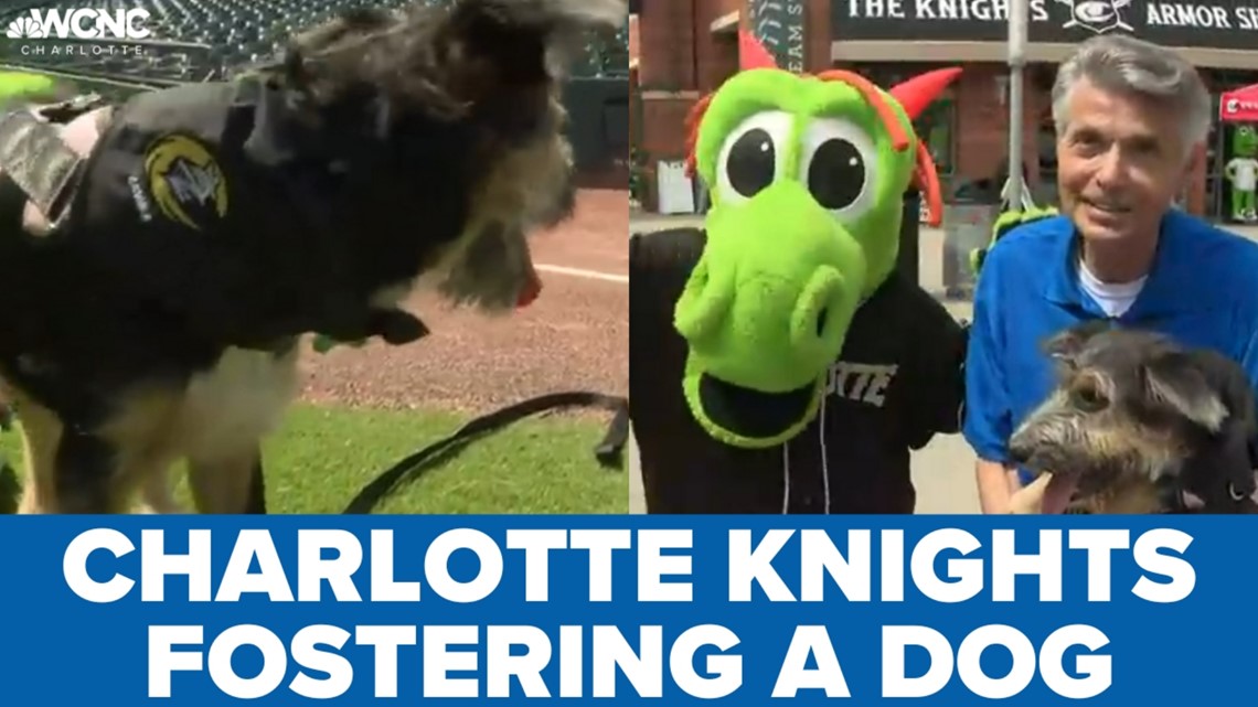 Charlotte Knights fostering dog from North Mecklenburg Animal Rescue