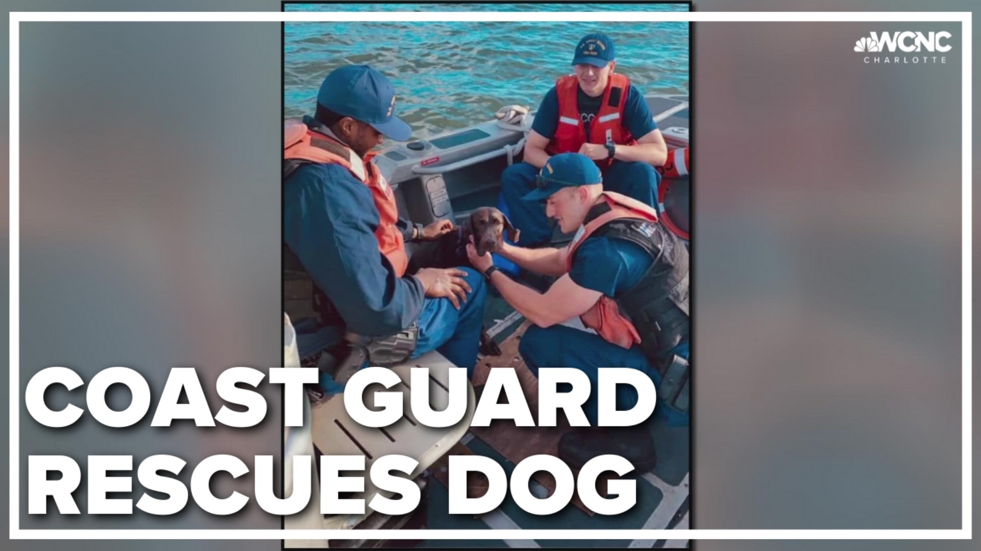 A dog that went overboard in Pamlico Sound off the North Carolina coast was rescued by the U.S. Coast Guard Saturday, officials said.