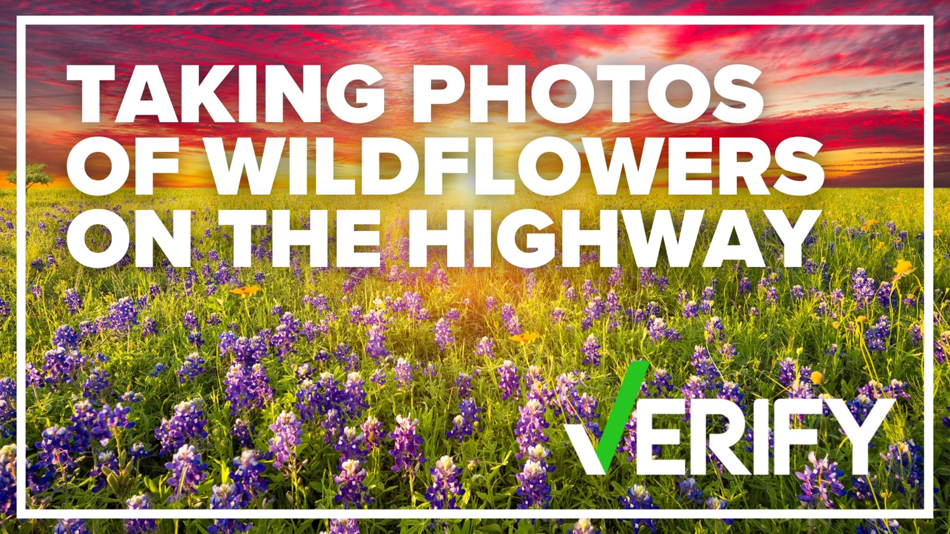 When you are driving down the road, you will see a mixture of wildflowers that are native to North Carolina, and although they are beautiful, NCDOT says don’t stop.