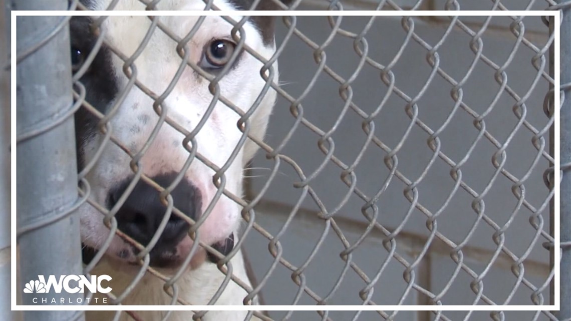 Dog kennels full at Charlotte animal shelter after weekend intake surge