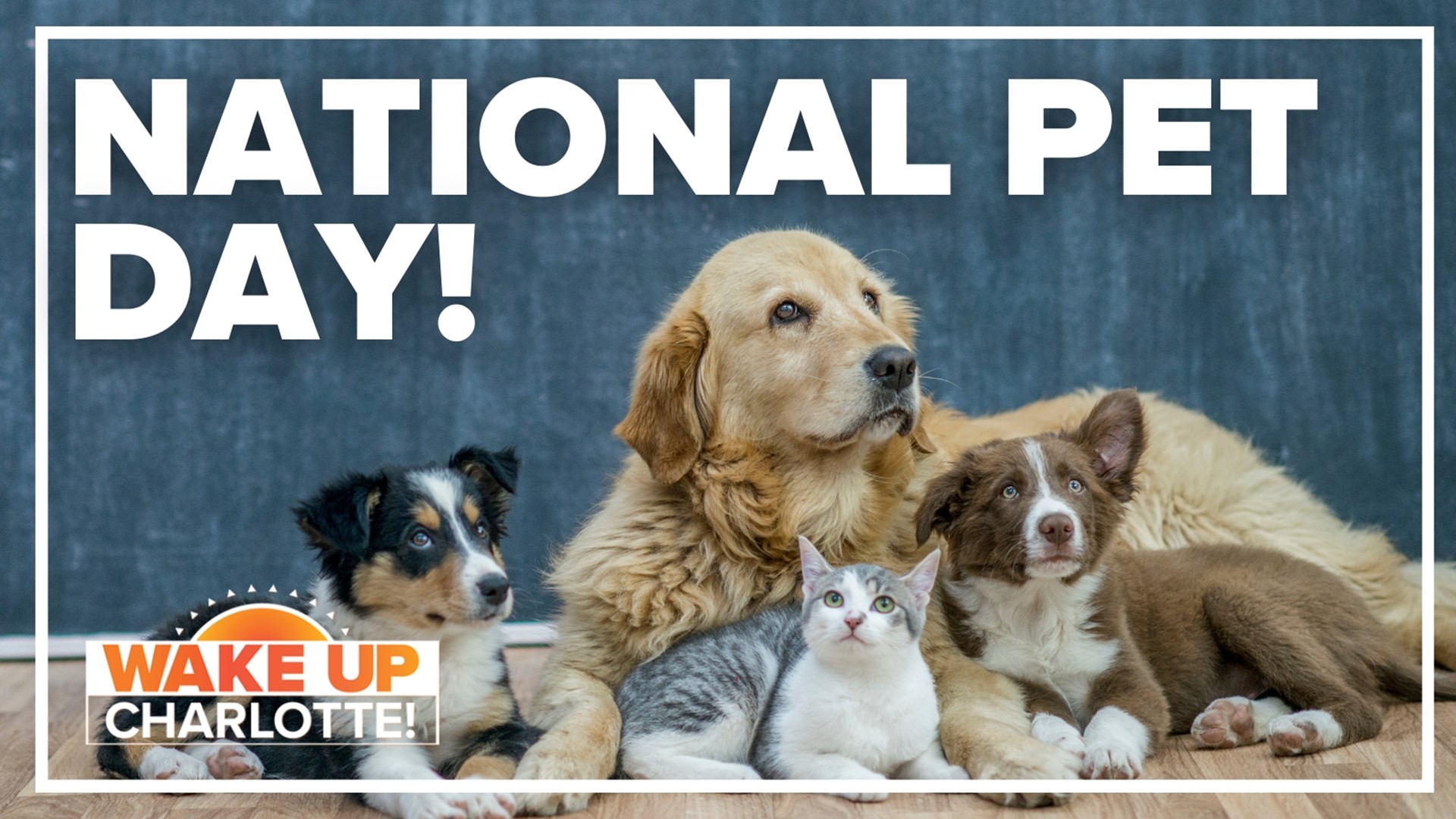 Today is National Pet Day and we're sharing your photos!