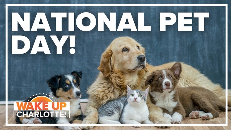 Celebrate National Pet Day with WCNC Charlotte