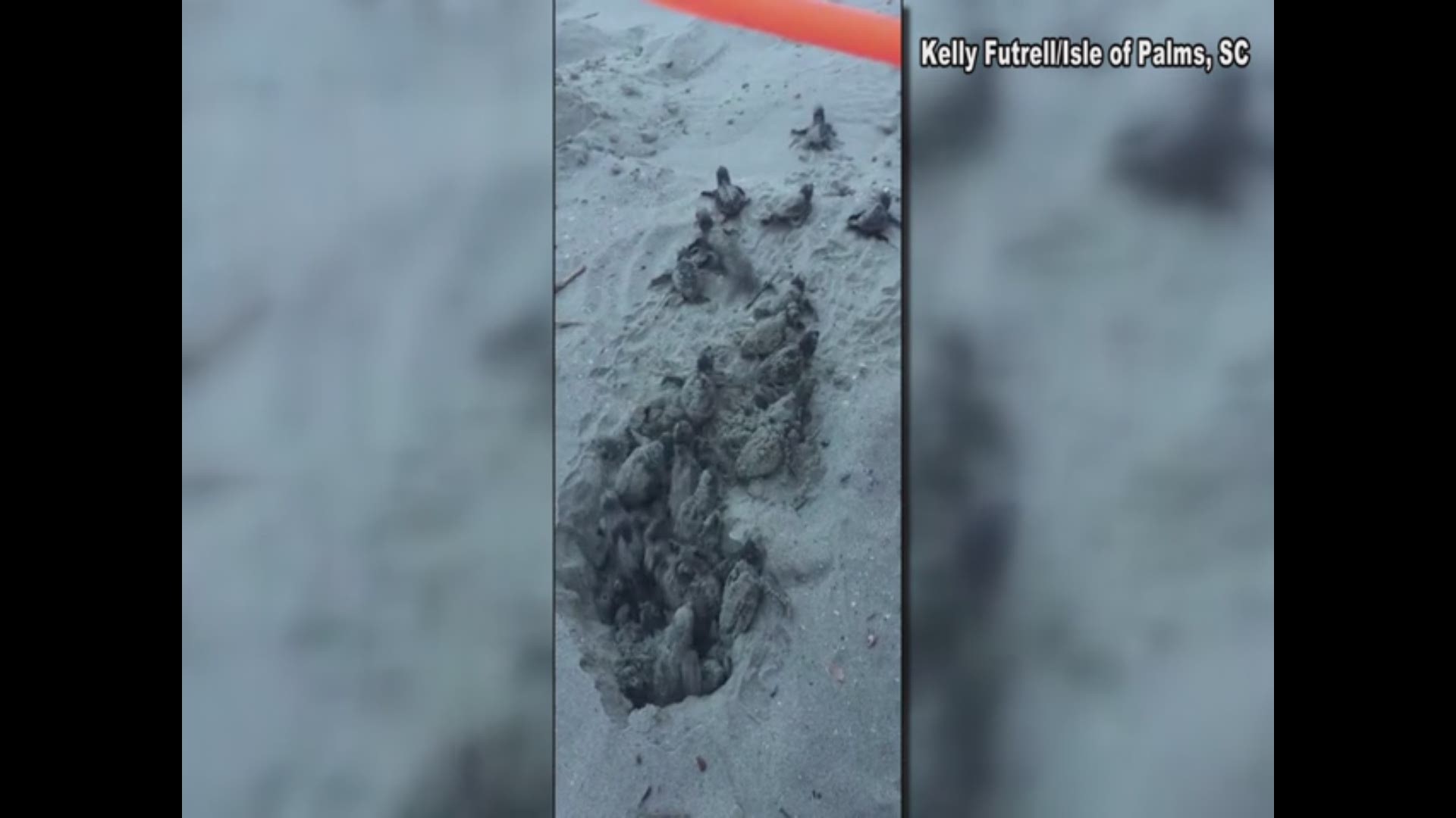 A Charlotte family vacationing in Isle of Palms watch in awe as baby sea turtle make their way to the ocean.
