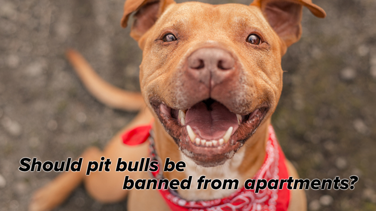 homes for rent that accept pit bulls