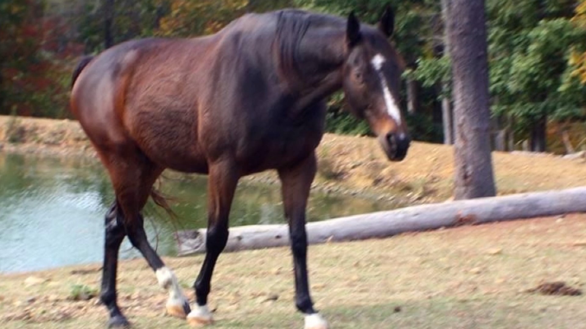 Investigators are trying to determine who shot and killed a retired racehorse in York, South Carolina.