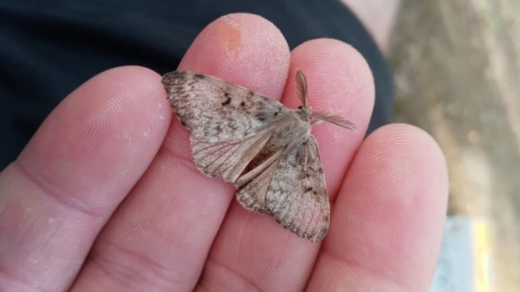 Treatment for spongy moth infestations over multiple Outer Banks