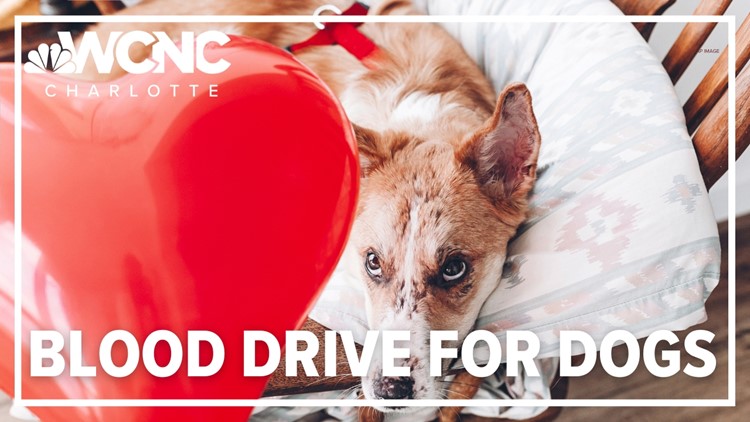SC organizations teaming up to hold dog blood drive
