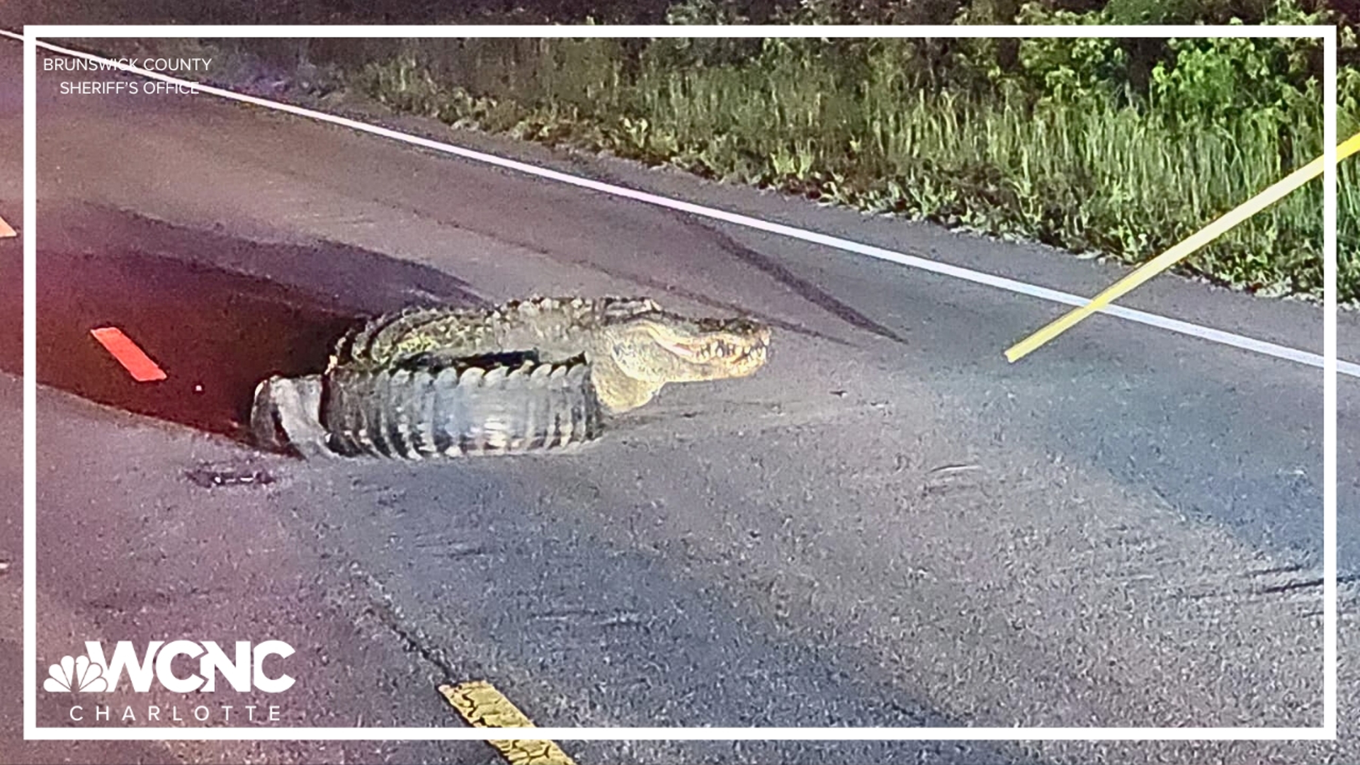 Deputies in eastern Noth Carolina had their hands full overnight when they received reports of an alligator lunging at drivers.