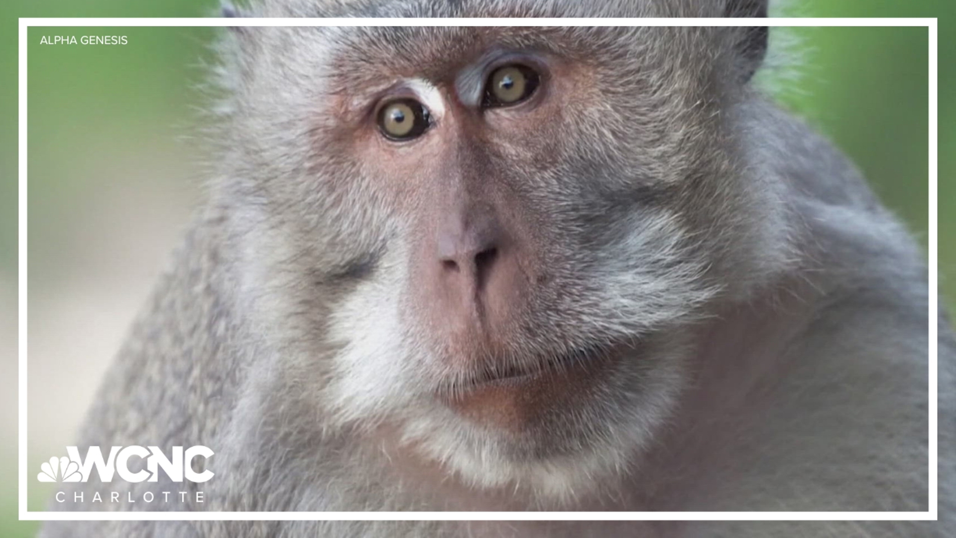 Three more monkeys that escaped from a South Carolina facility are back in custody this morning.