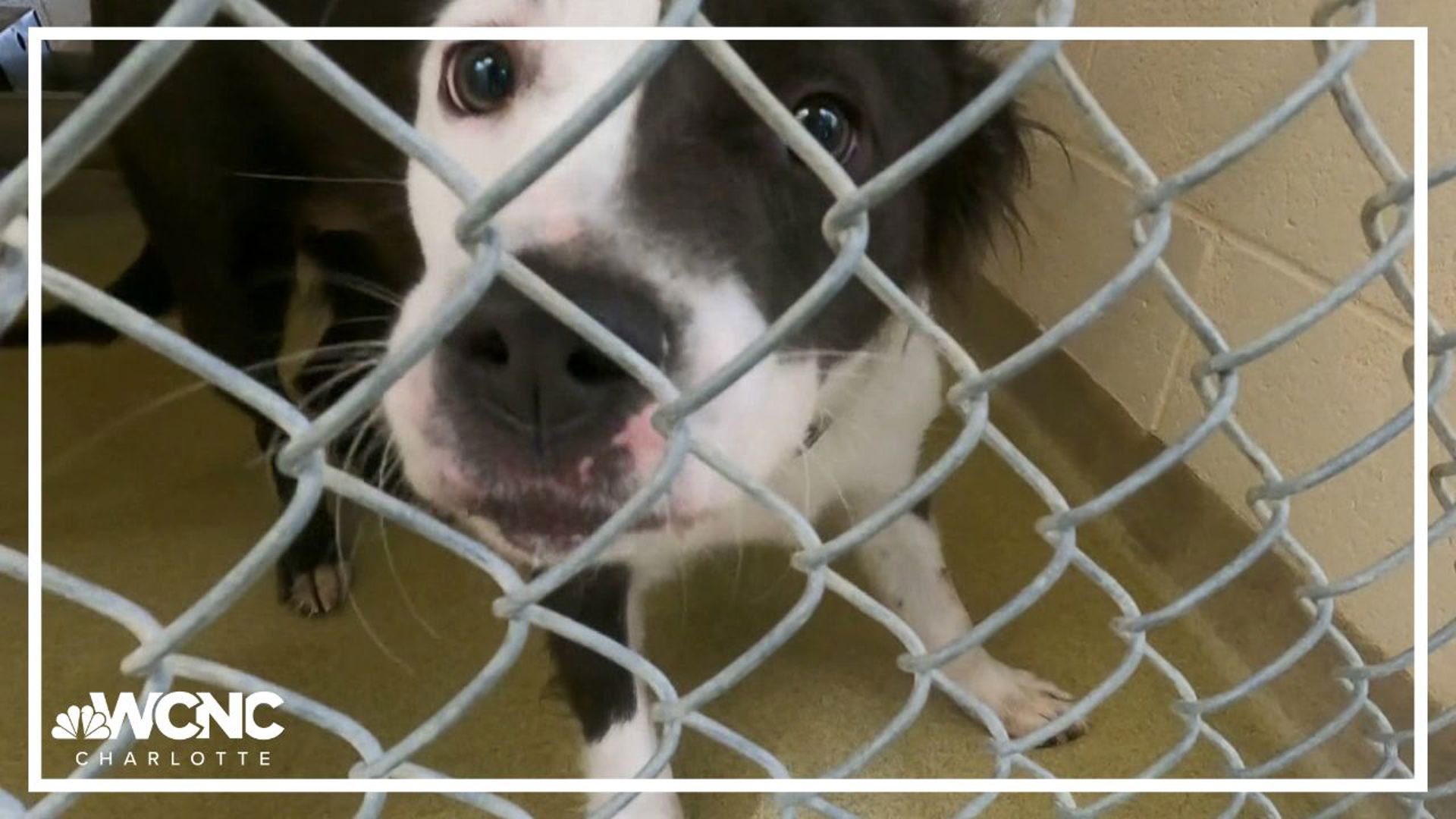 Larry Sprinkle stopped by Union County Animal Services to meet a special resident there.