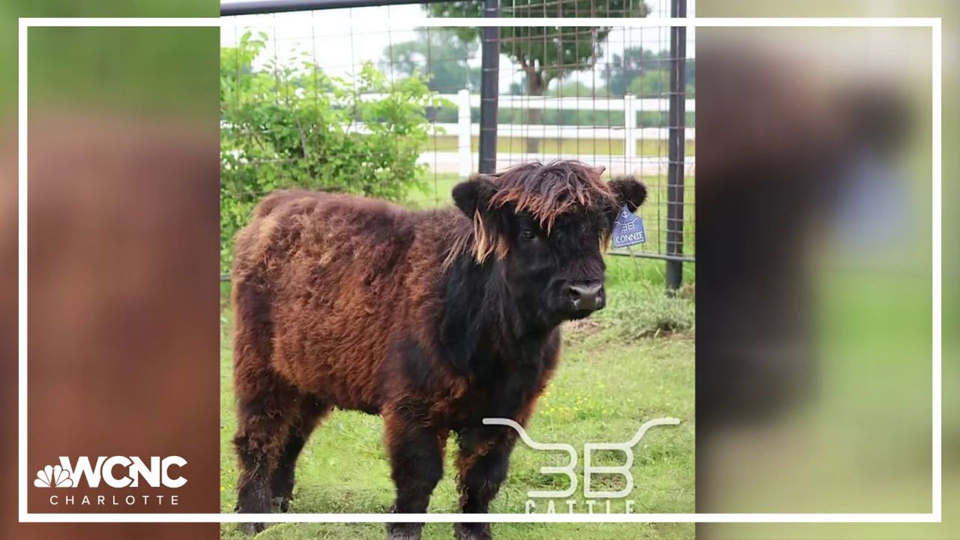 The highland cow escaped five hours after it arrived at the farm.