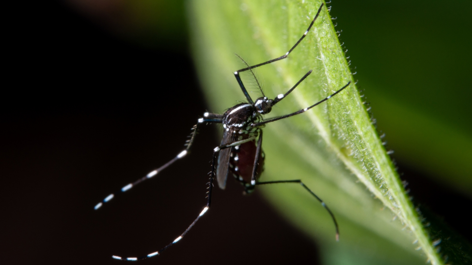 Health officials urge mosquito bite prevention as West Nile cases confirmed in Mecklenburg County
