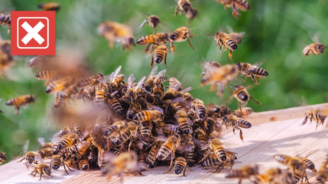 bees teamwork