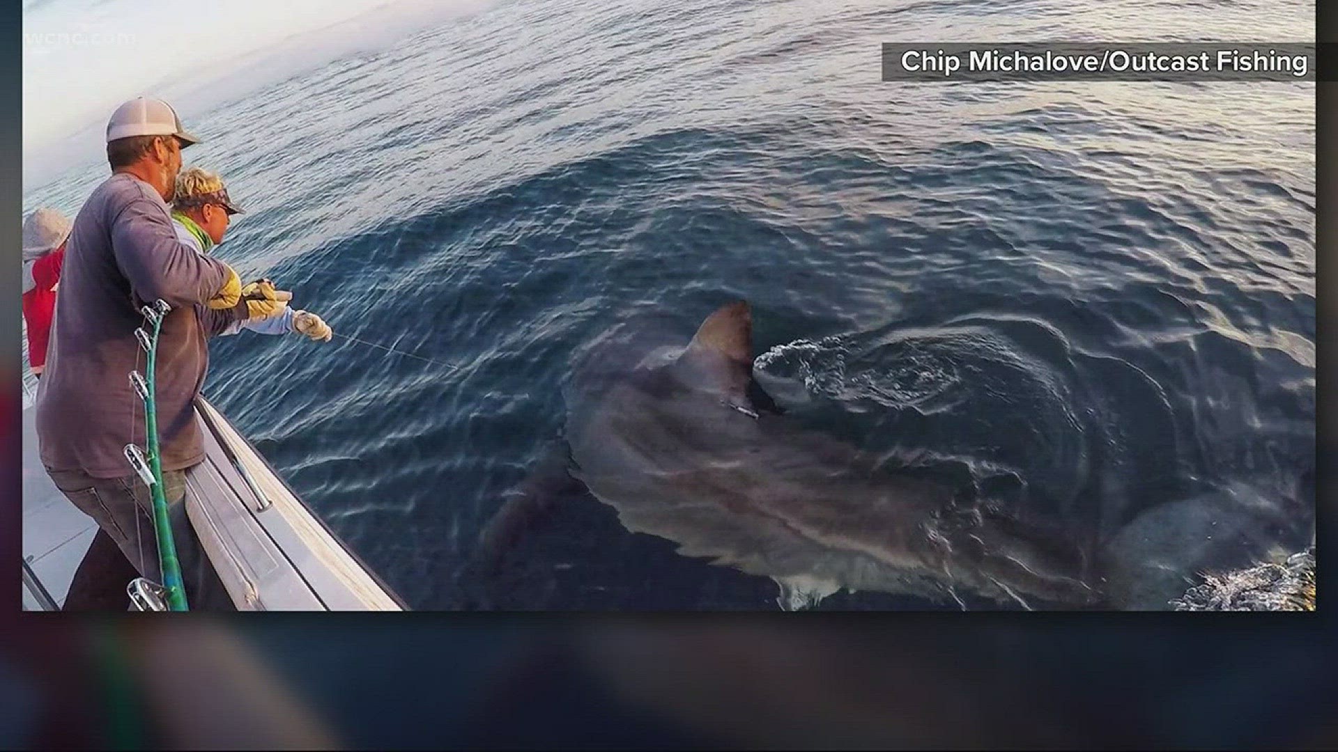 3,000 pound shark tagged off SC coast