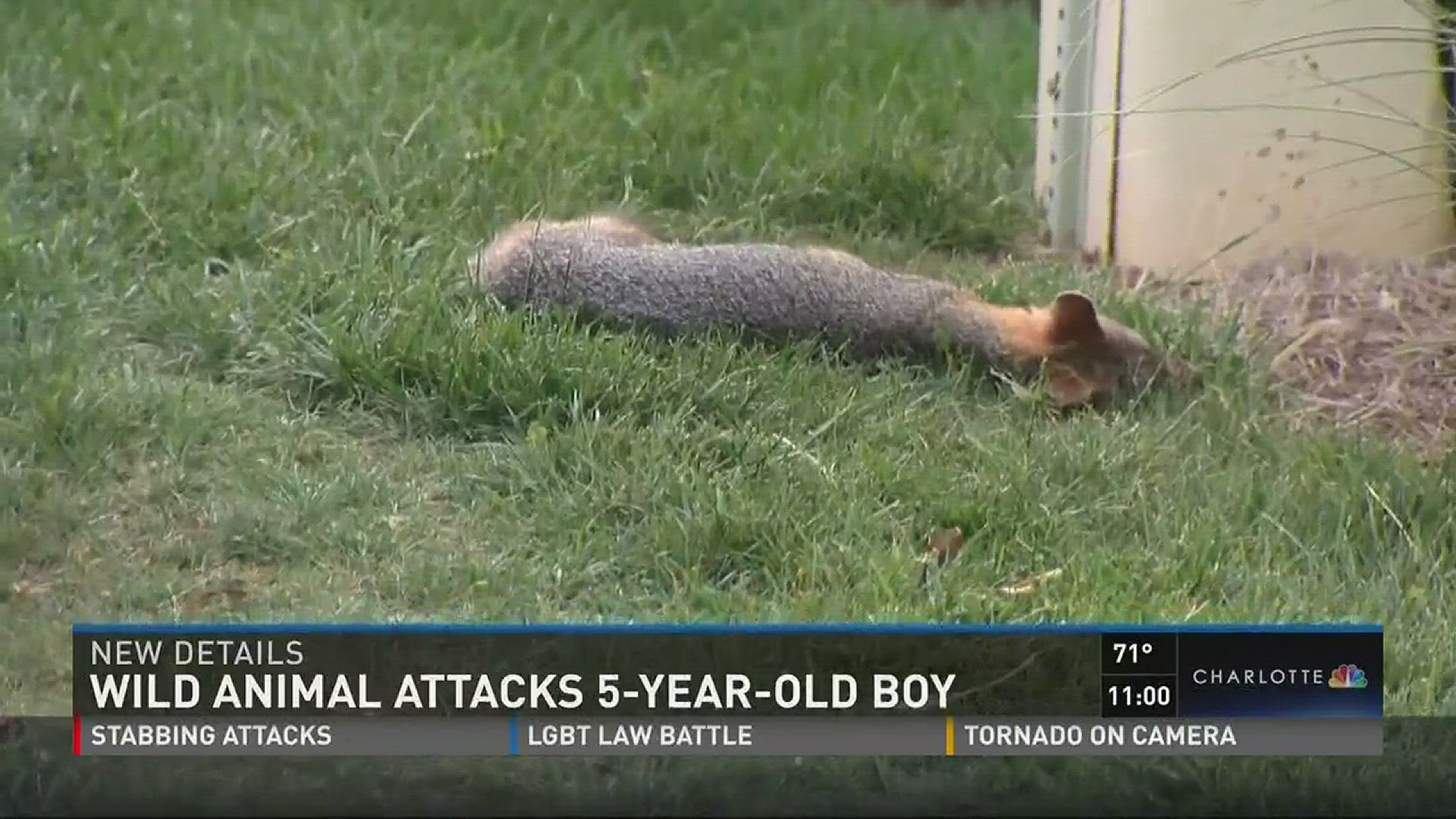 Wild animal attacks 5-year-old boy 