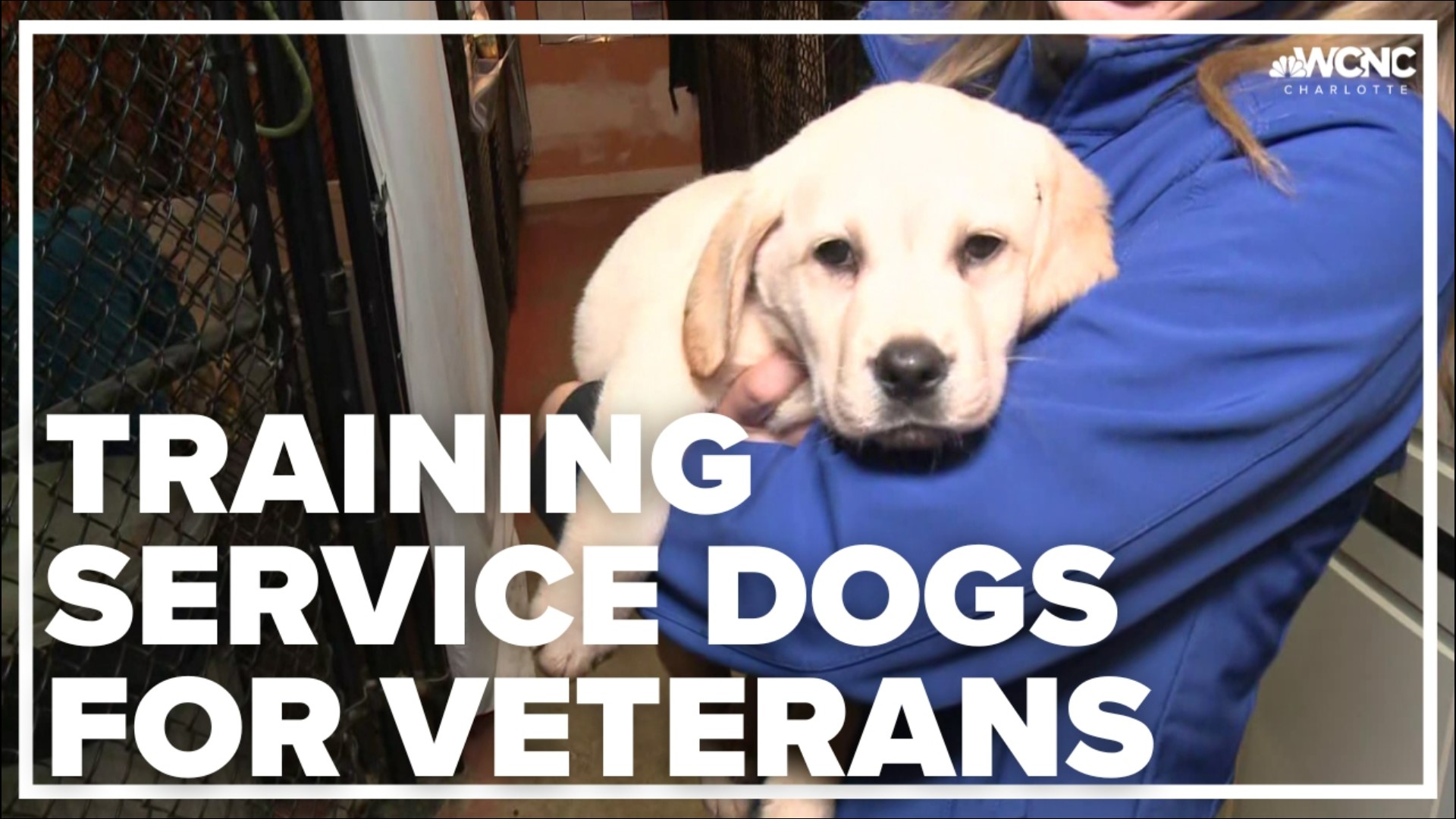 Each litter of puppies is training to help veterans with disabilities, but the animals can be hard to train and few are available.
