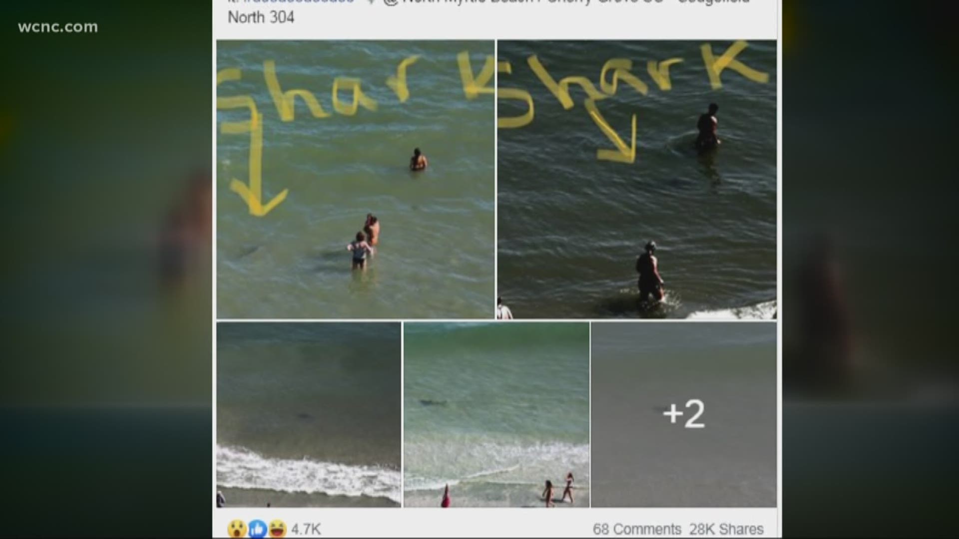 One woman's pictures of sharks in the water near swimmers at North Myrtle Beach are going viral. Will you go in the water at the beach this summer?