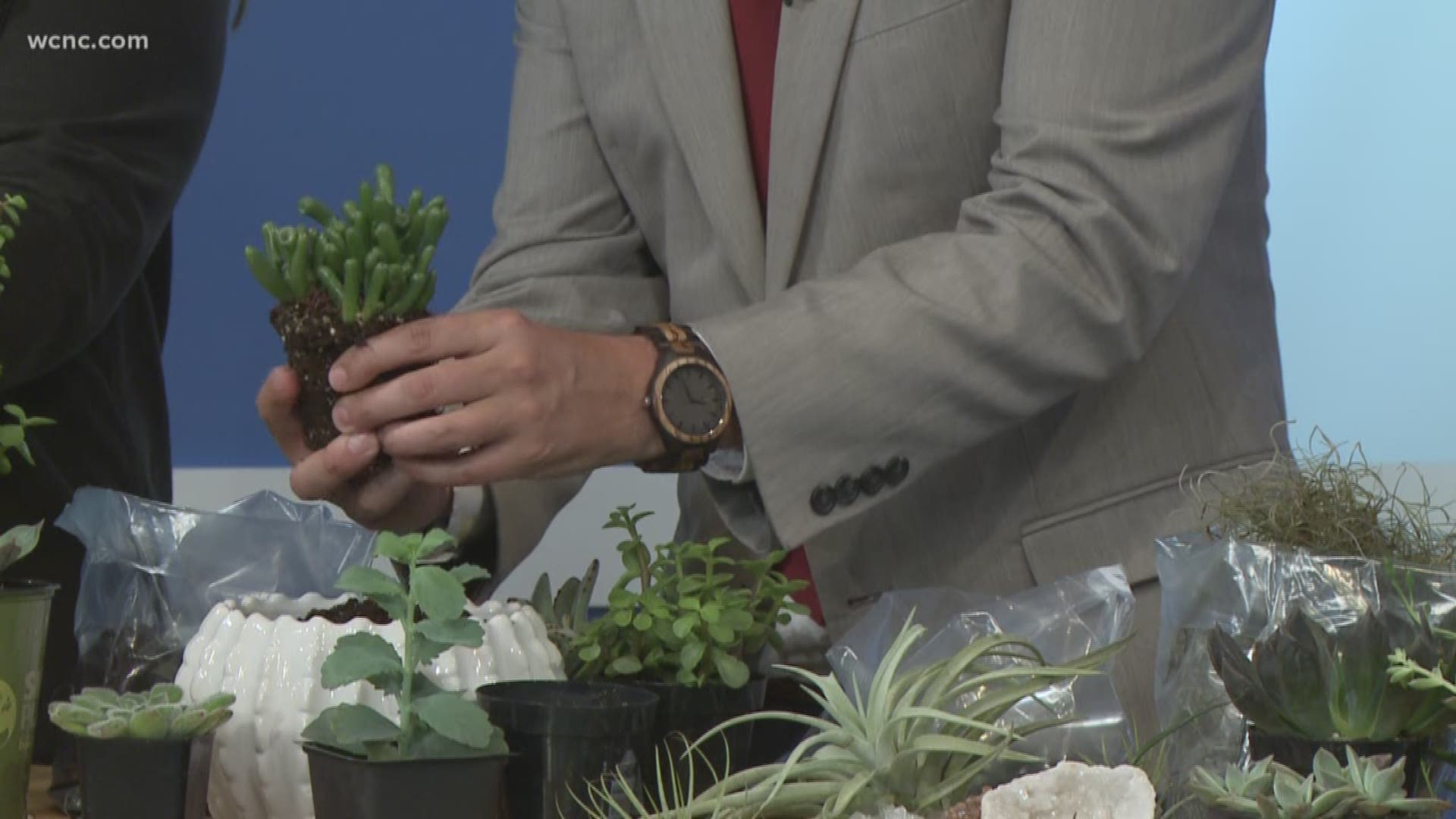 Owner of City Stems, Laura Hughes shows how to plant succulents heading into warm weather season.