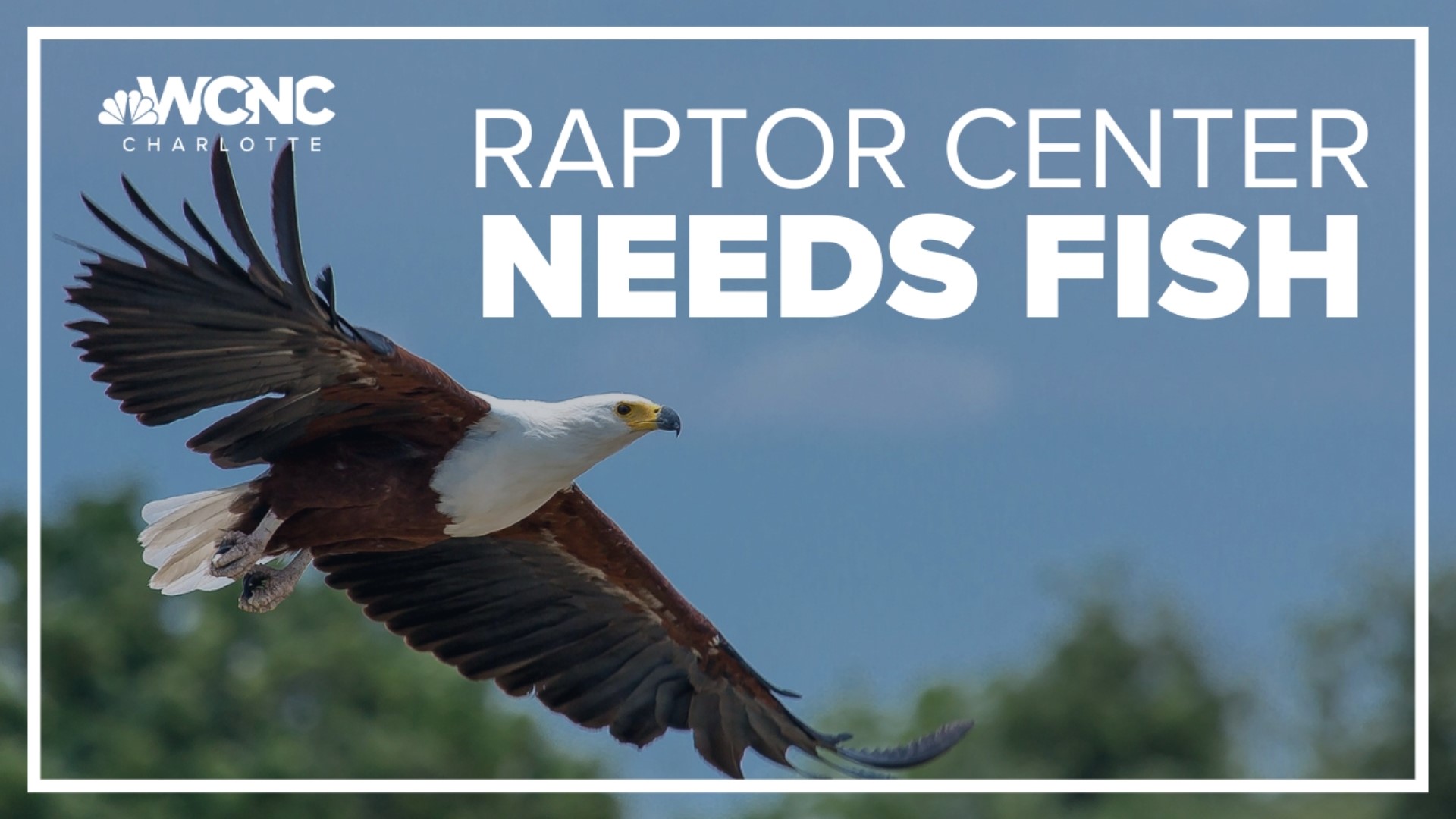 The Carolina Raptor Center is asking for donations of whole fish to feed the osprey and eagles they currently have in their rehabilitation center.