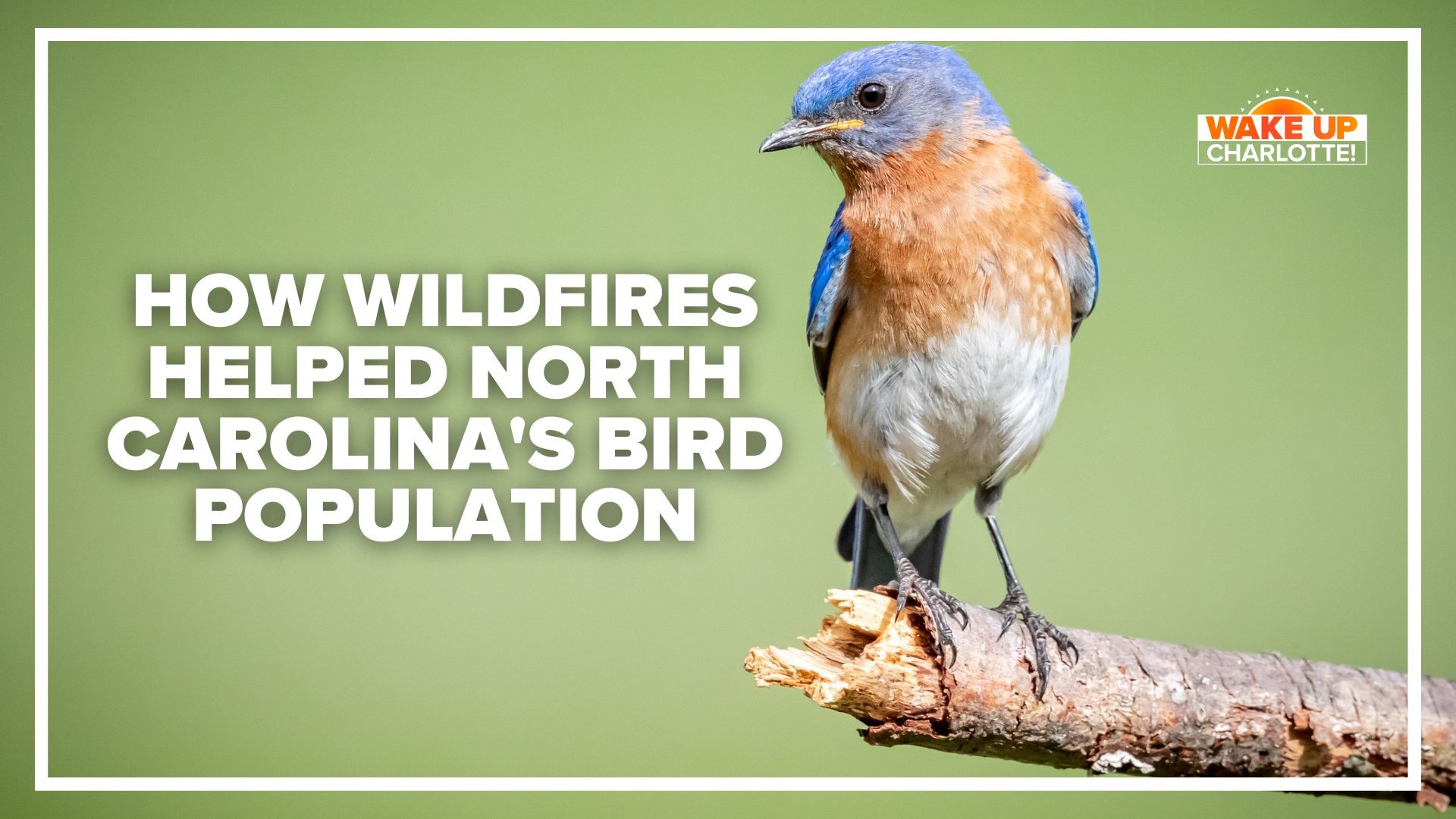 Wildfires can pose a real threat to you and your family, but new research shows these disasters could actually help nature from above.