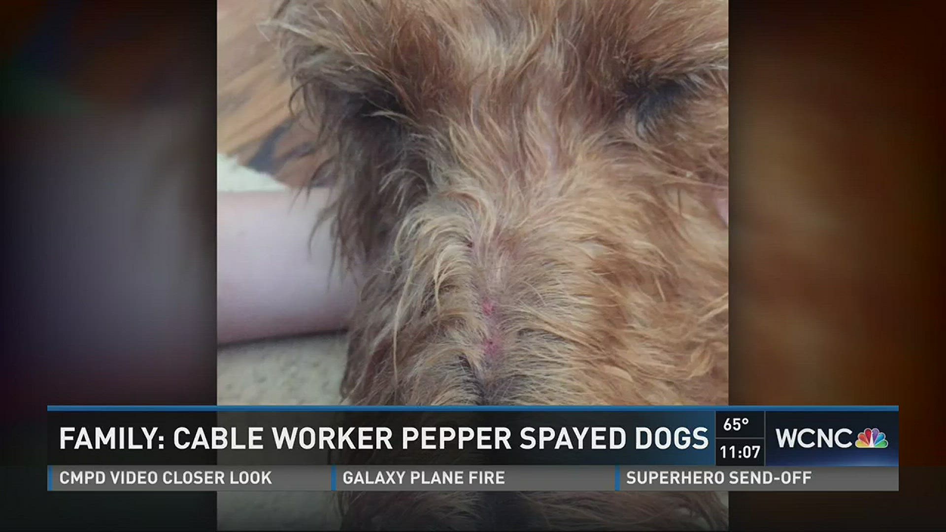 Family says AT&T worker pepper-sprayed her dogs - wcnc.com
