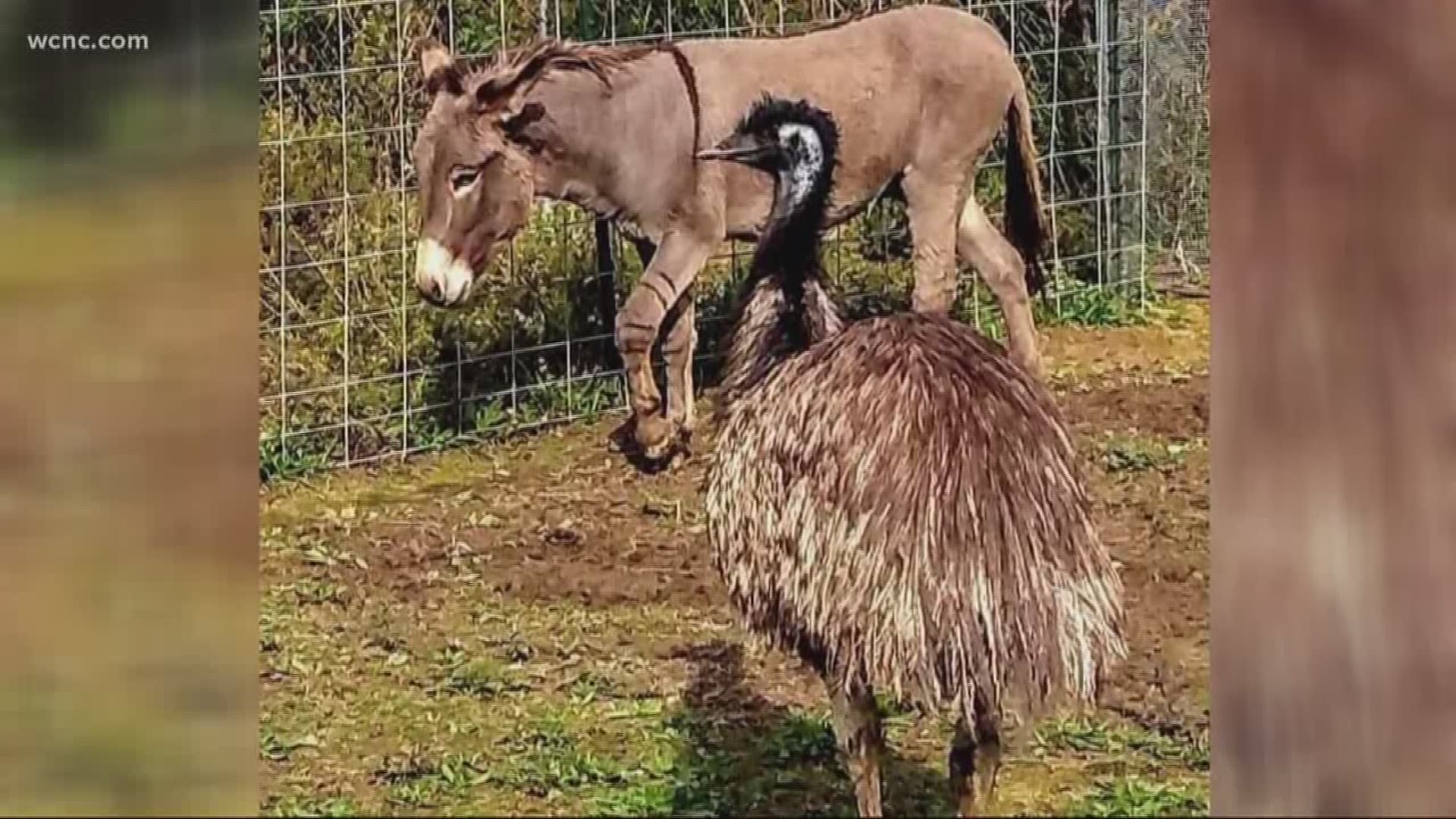 Actor Jeffrey Dean Morgan stepped in to save an inseparable emu and donkey from Carolina Waterfowl in Union County.