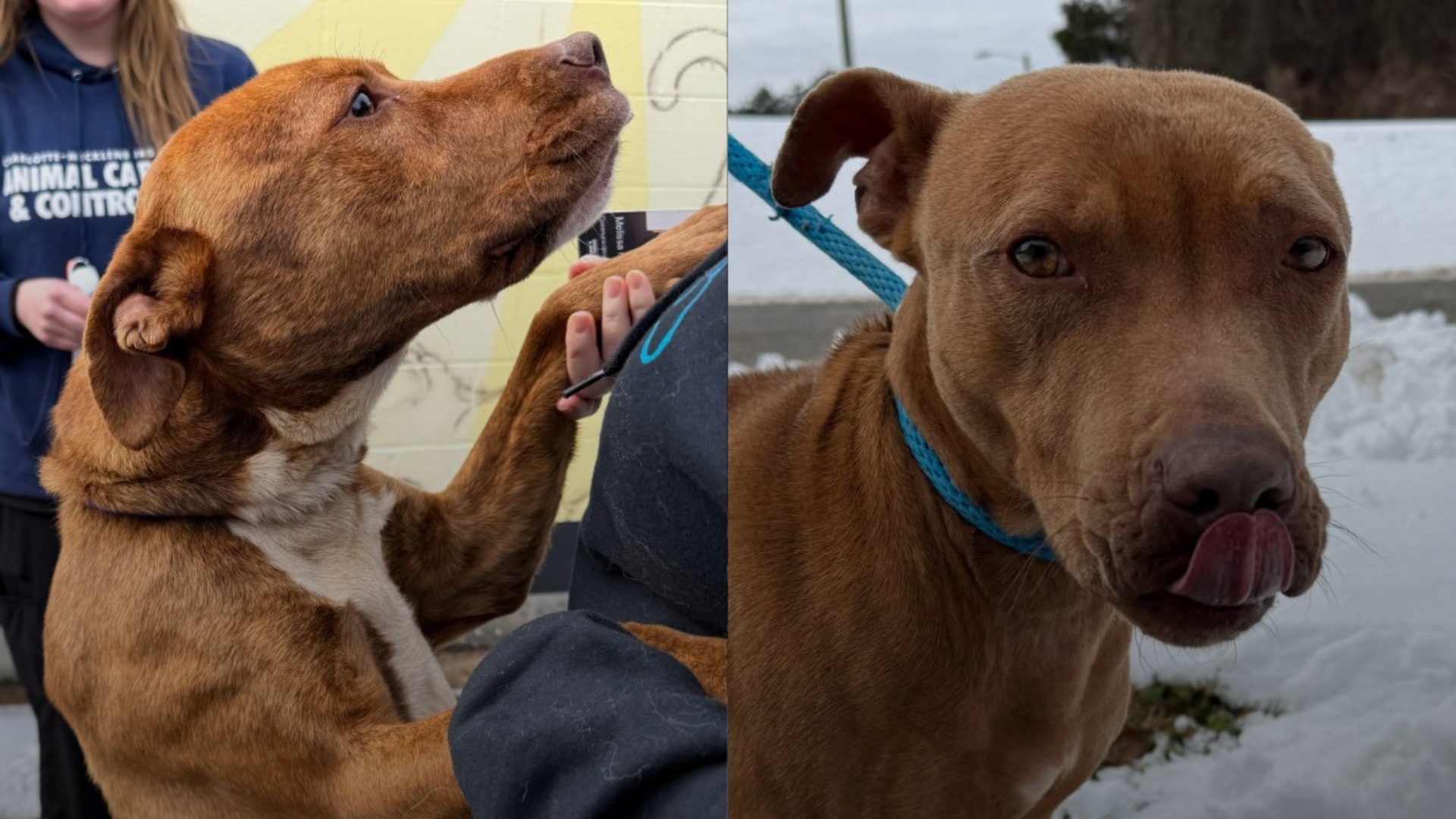 Dogs seized after being left outside in severe winter weather ...