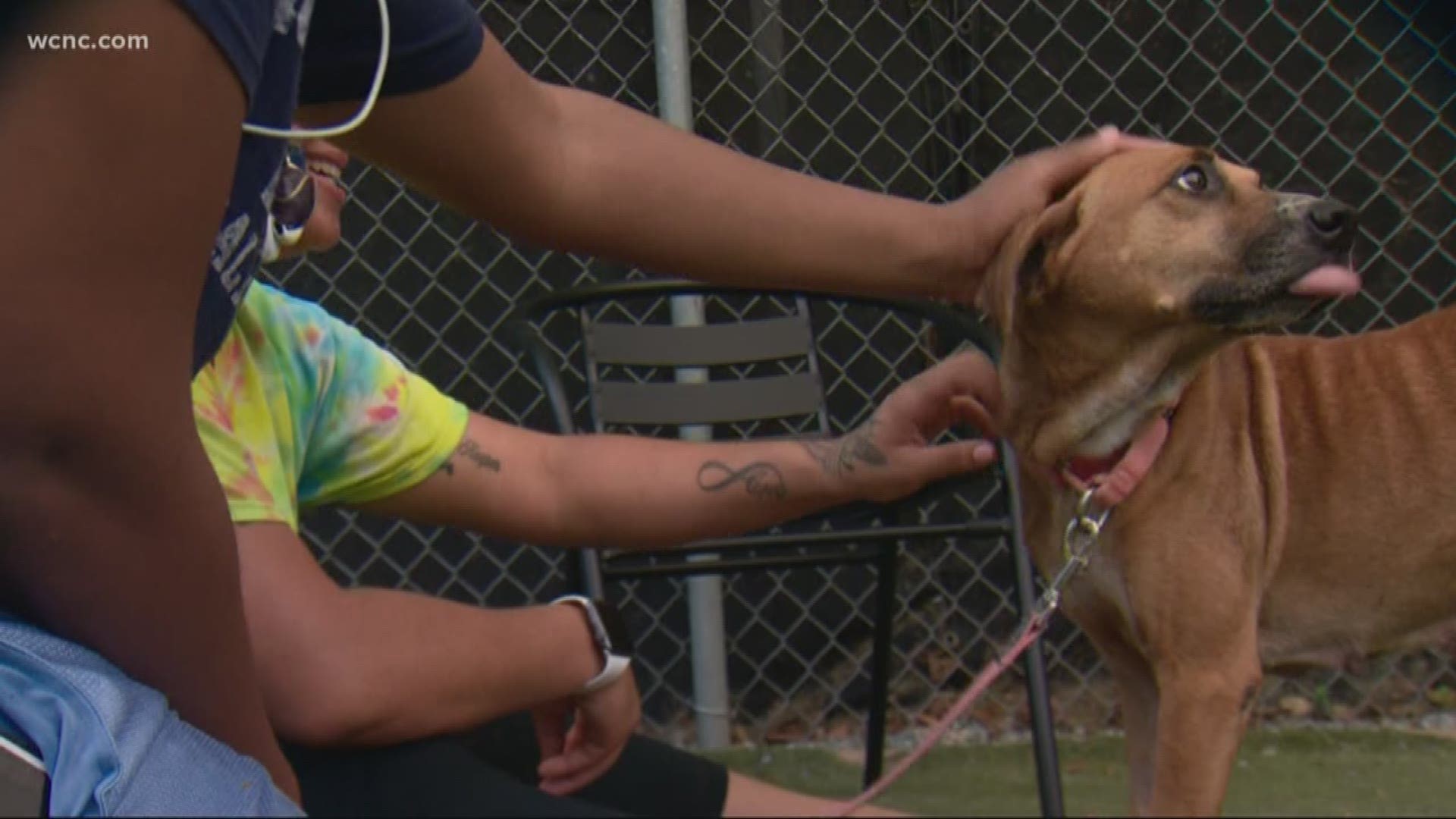 CMPD Animal Care and Control told NBC Charlotte 73 pets went home with new families on Saturday.