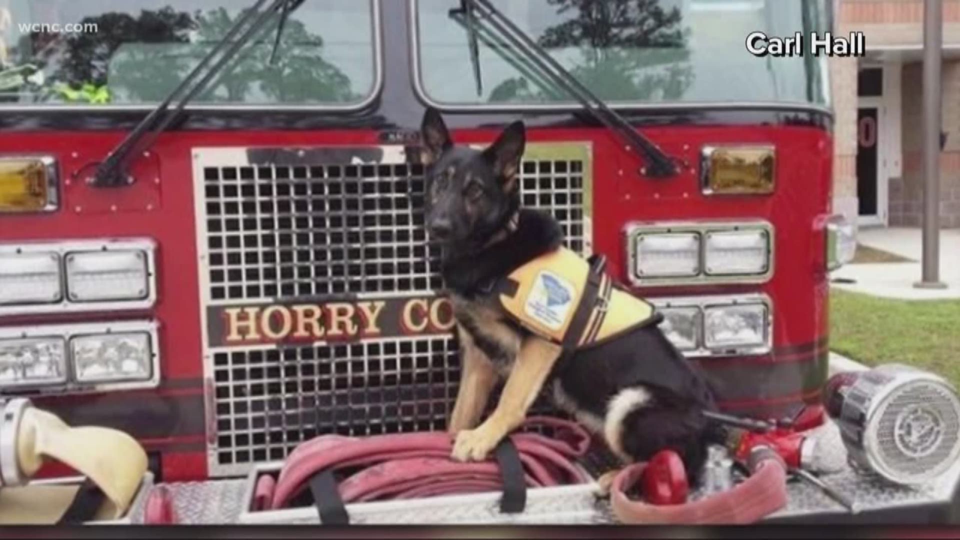 Firefighters in Horry County, S.C. are asking for the public's help finding a stolen K9.