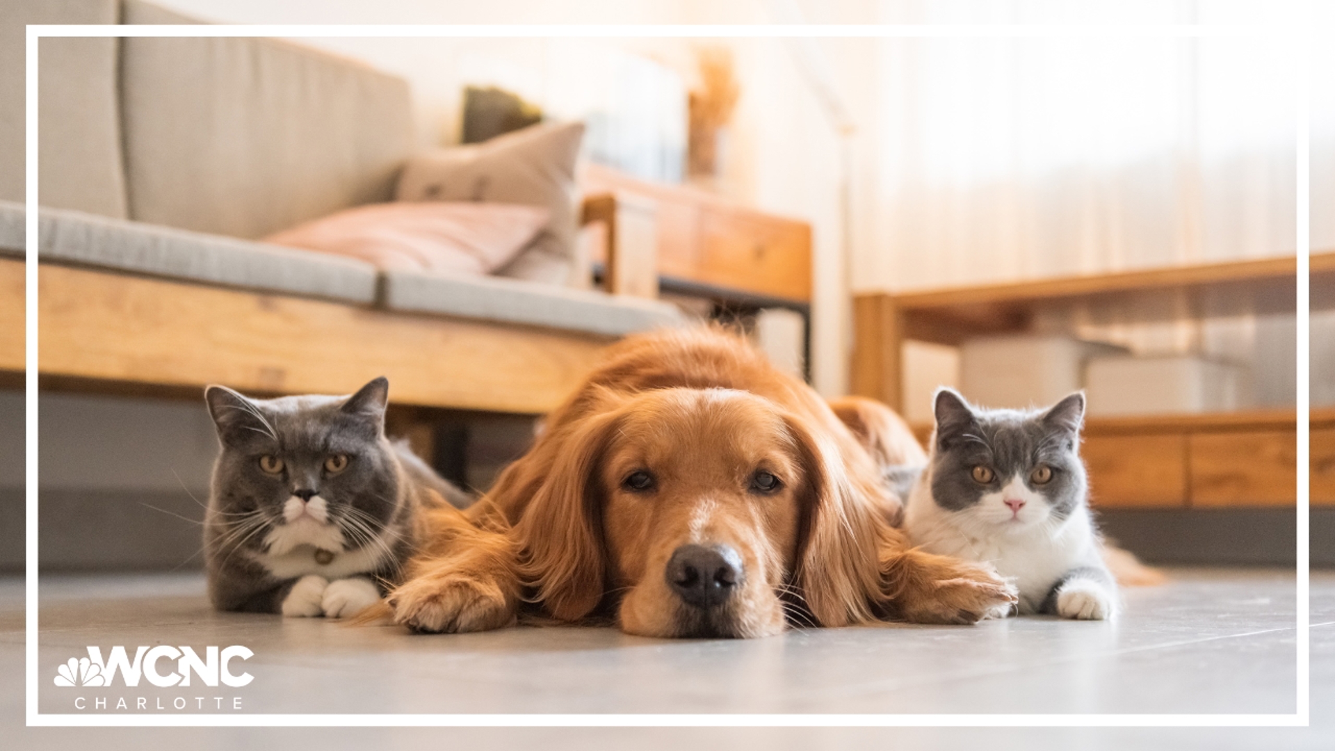 There's a lot to consider whether you're bringing your pets with you or leaving them with a trusted person during severe weather.