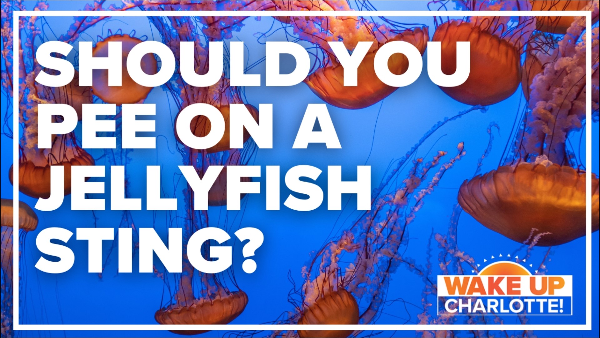 You've probably heard that old wives' tale and probably seen it in movies and read it in books. People claim peeing on a jellyfish sting is the best cure.