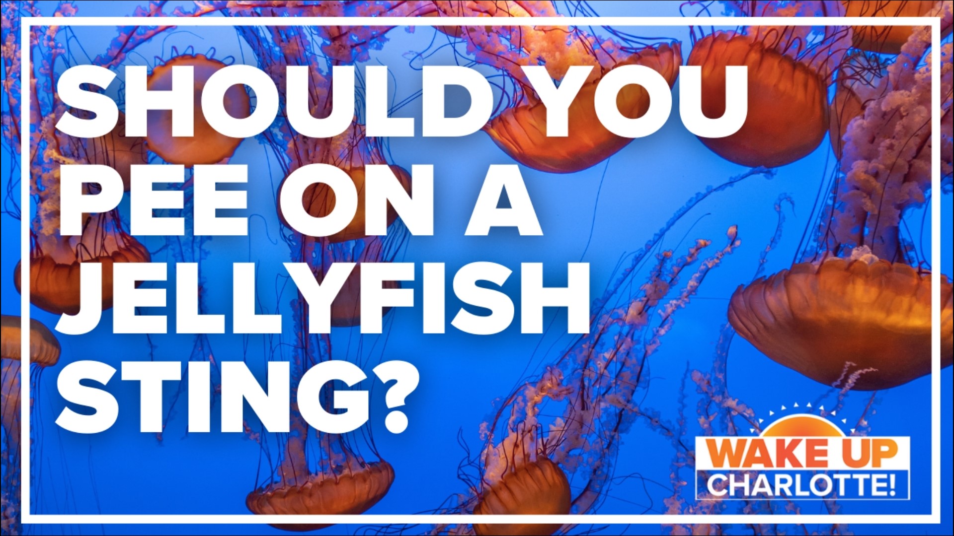 Jelly Fish Sting Should You Pee On It Wcnc