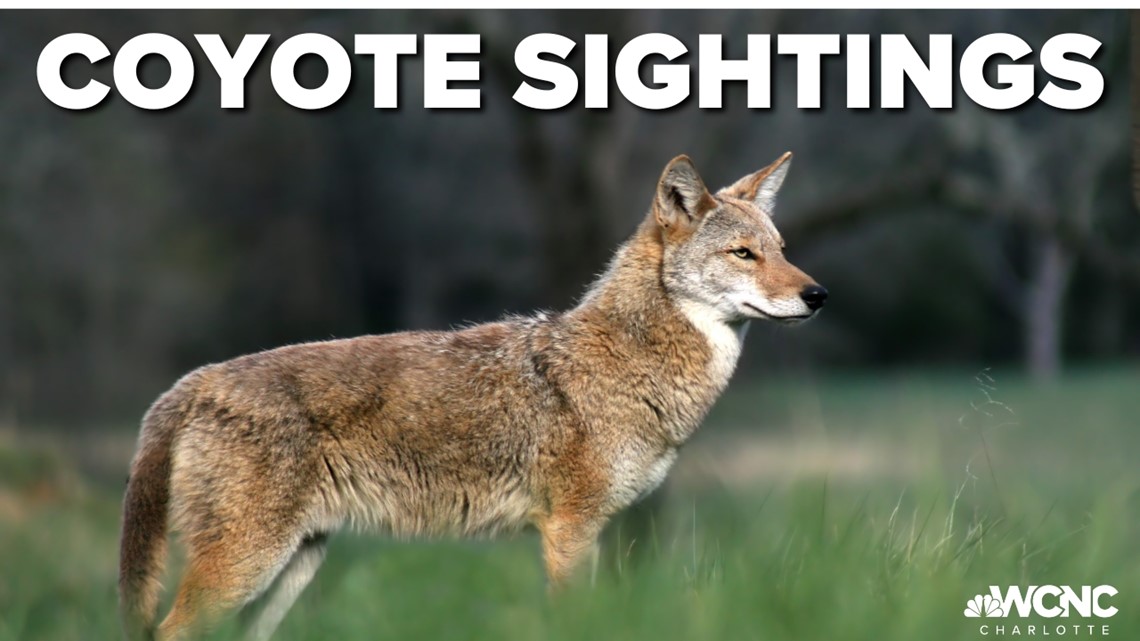Milwaukee County Coyote Watch · iNaturalist