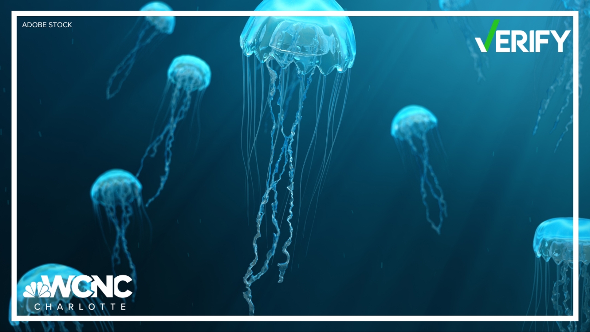 If you're planning to go to the beach this summer, some old wives tales might come in handy. Meghan Bragg with our verifies a common jellyfish myth.