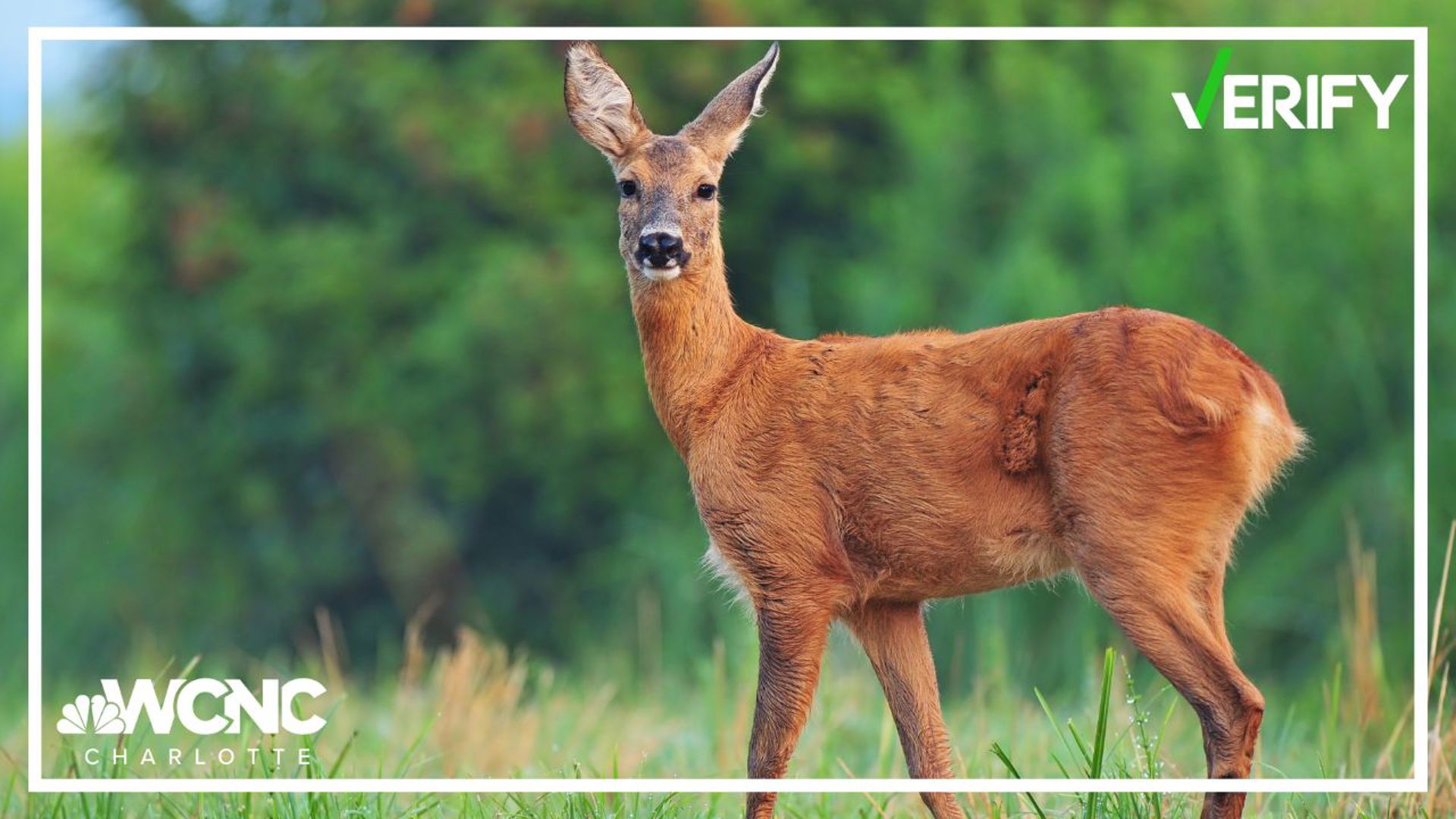 With all the growth happening in North Carolina, many people wonder how it impacts the natural habitat of the state's wildlife.