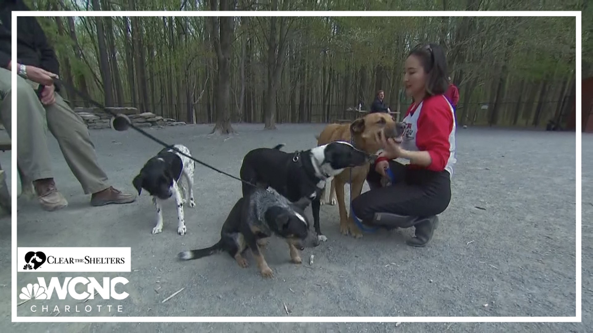 WCNC Charlotte's Brittany Van Voorhees discusses the importance of microchips in rescue animals.