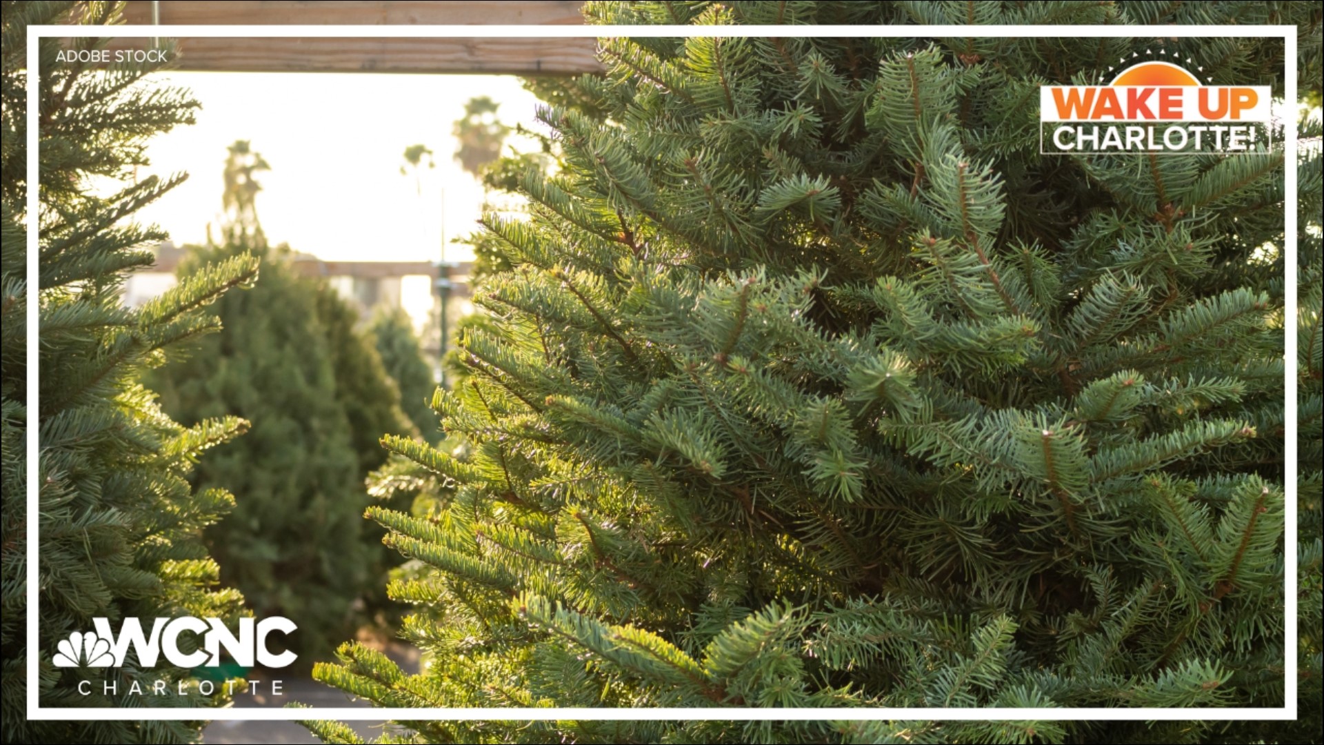 The size and shape of real Christmas trees can often be unpredictable -- plus the trees shed all those needles.