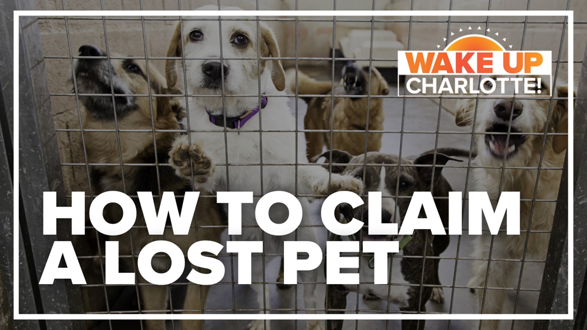 If you end up losing your furry friend, how long do you have to claim it if it appears at a shelter?
