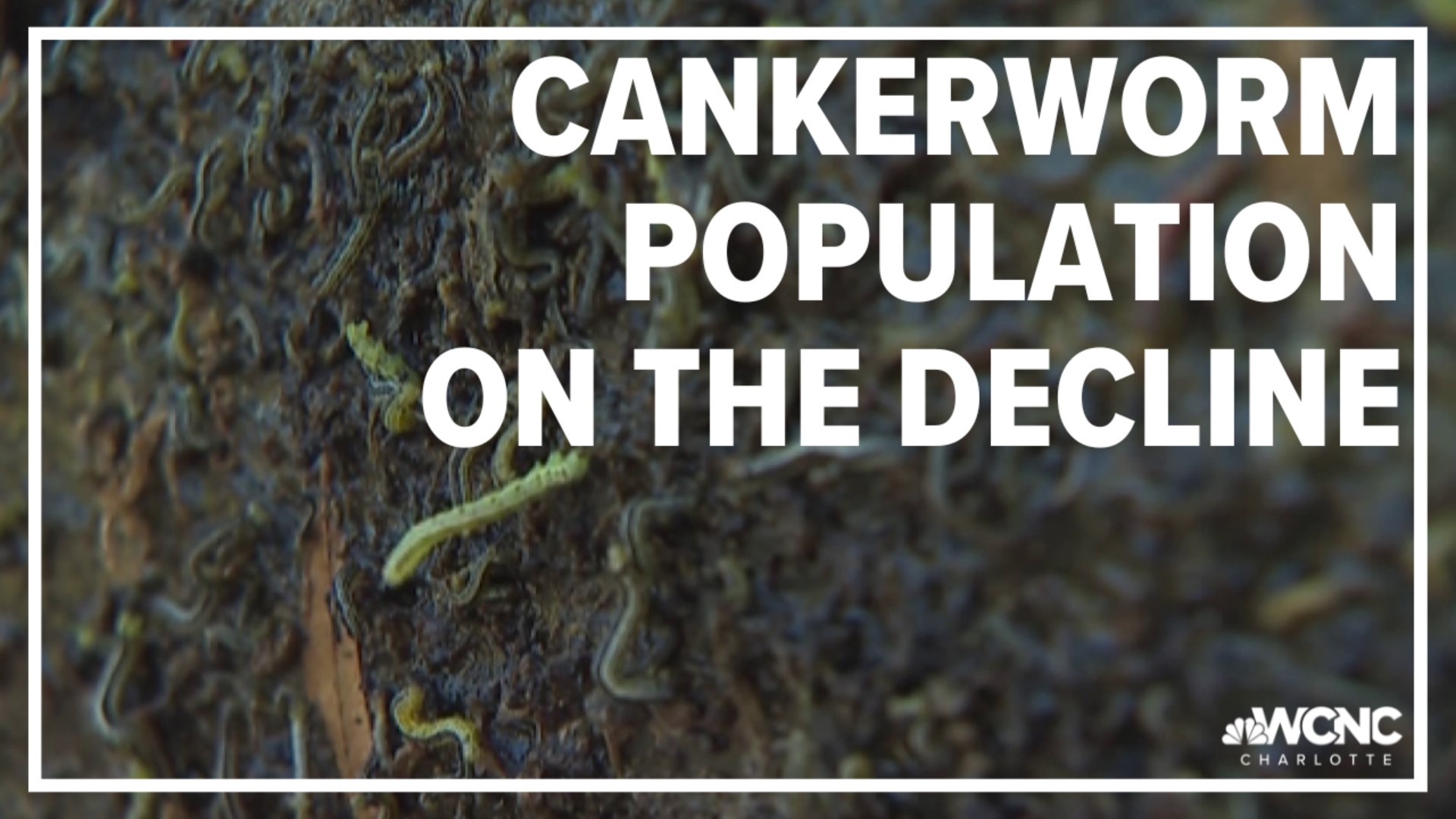 It's almost that time of year for spring cankerworms to appear. Meteorologist KJ Jacobs explains why we could see fewer cankerworms this year.