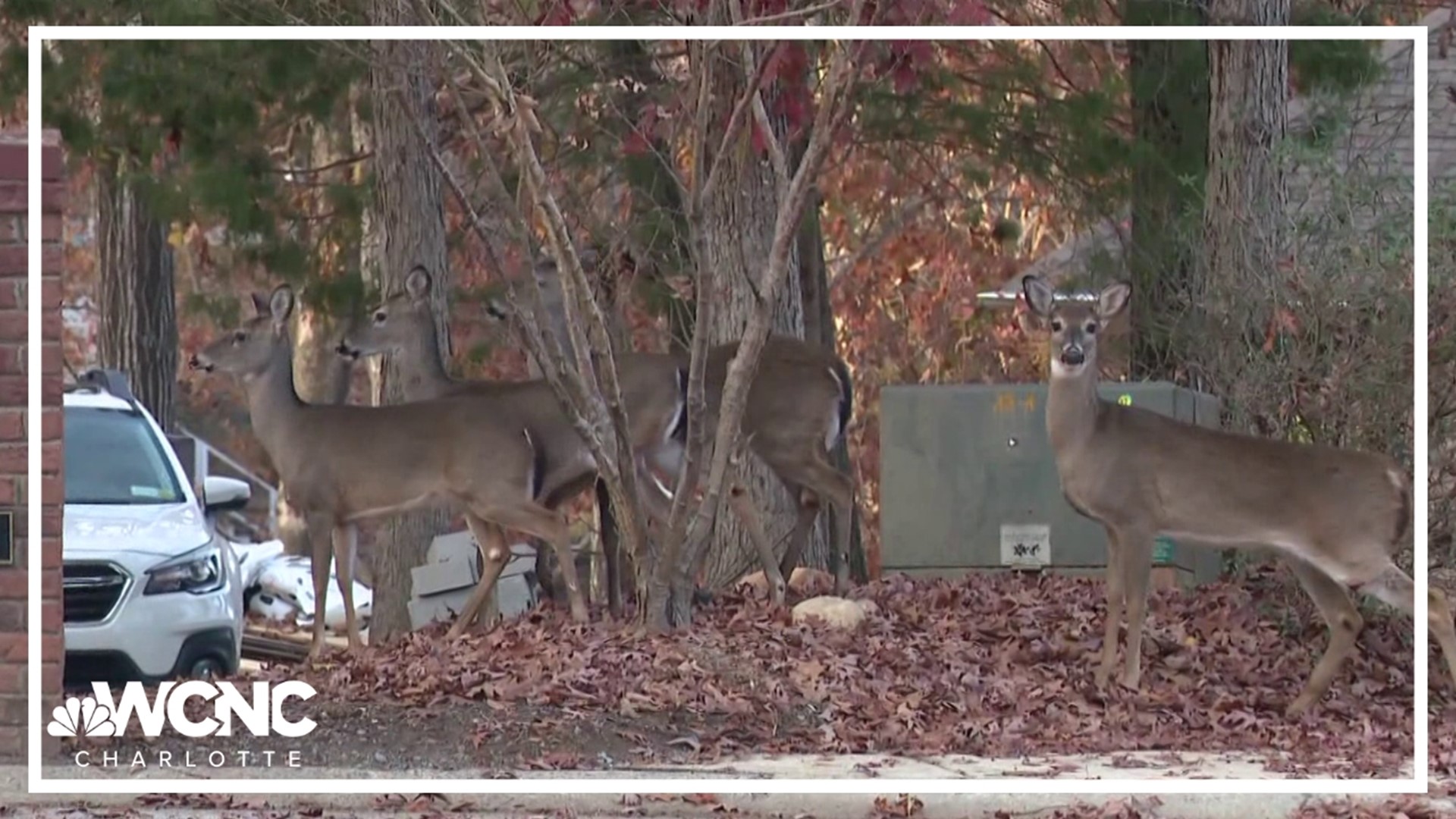 Handling the deer population in Matthews is controversial, with growing concerns about overpopulation as others find enjoyment in the wildlife.