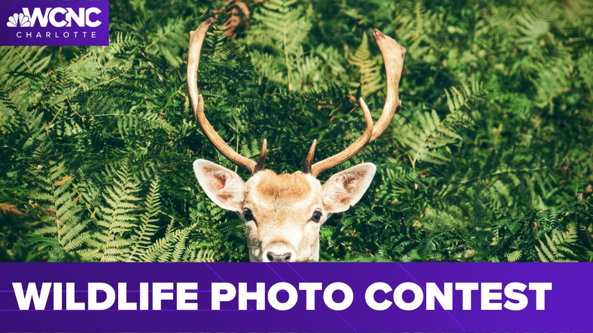 Wildlife photo contest open for entries