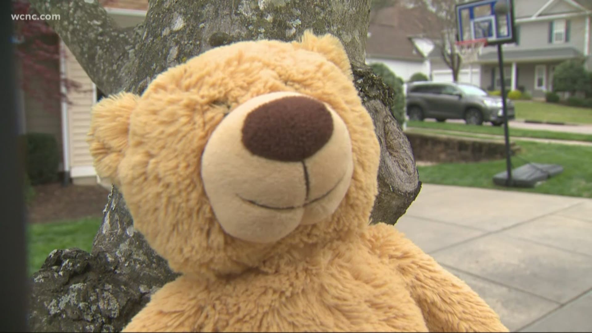 Members of Cornelius neighborhood hide teddy bears around the homes outside for kids to go on a bear hunt to entertain kids during quarantine.