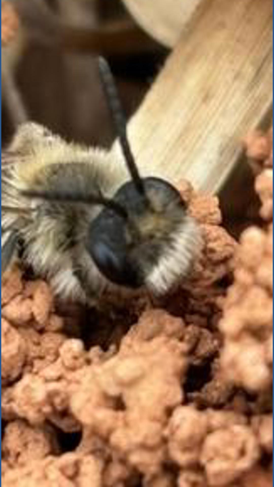 Why NC wildlife experts say to leave emerging ground-nesting bees alone