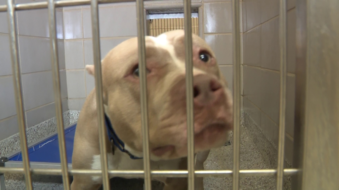 Shelter overcrowding crisis: Gaston County reduces pet adoption fees to 