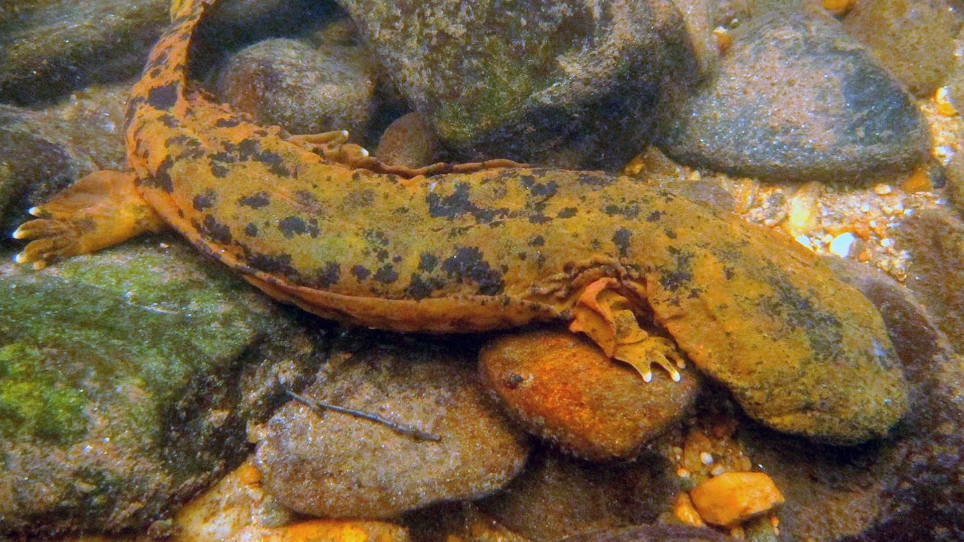 Look for these salamanders in North Carolina