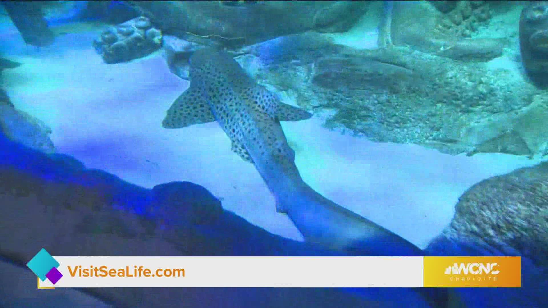 SeaLife Aquarium celebrates shark week