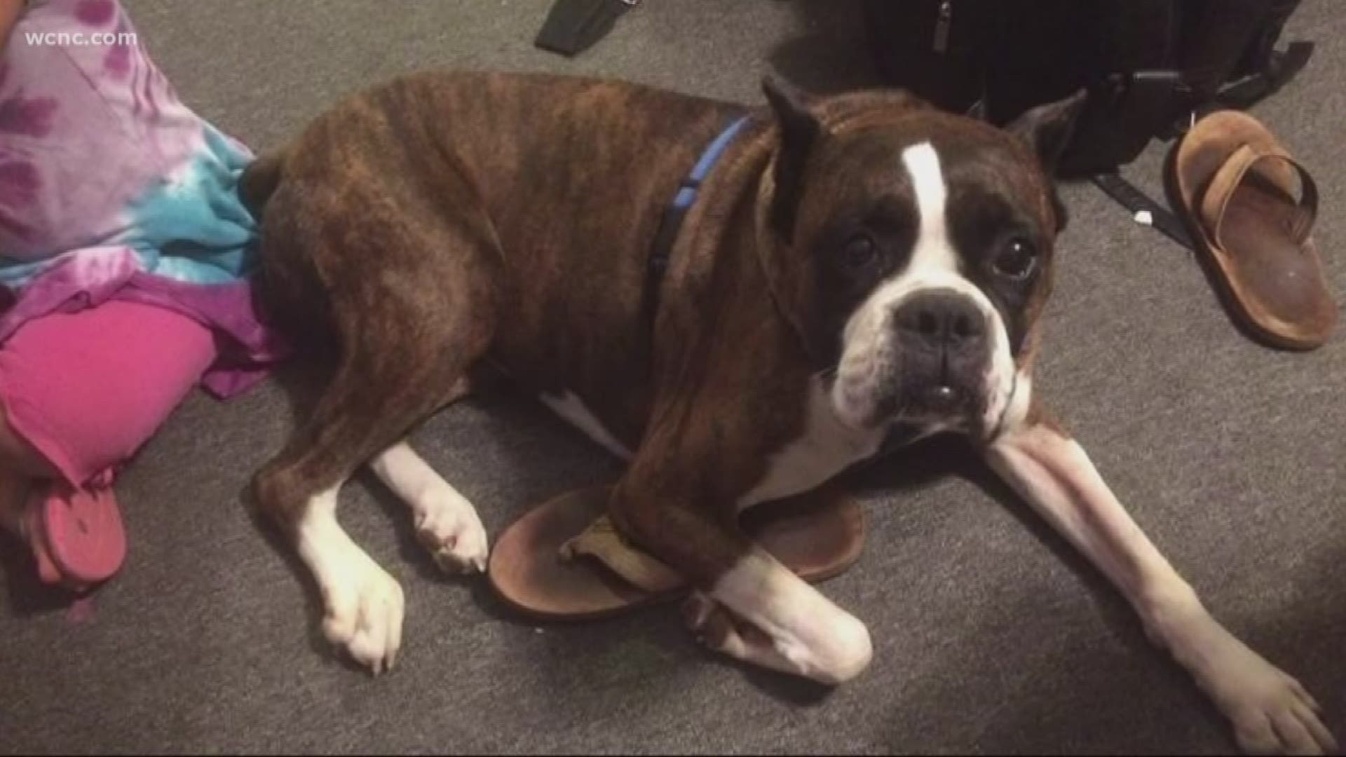 Dog taken during carjacking dies after reuniting with family