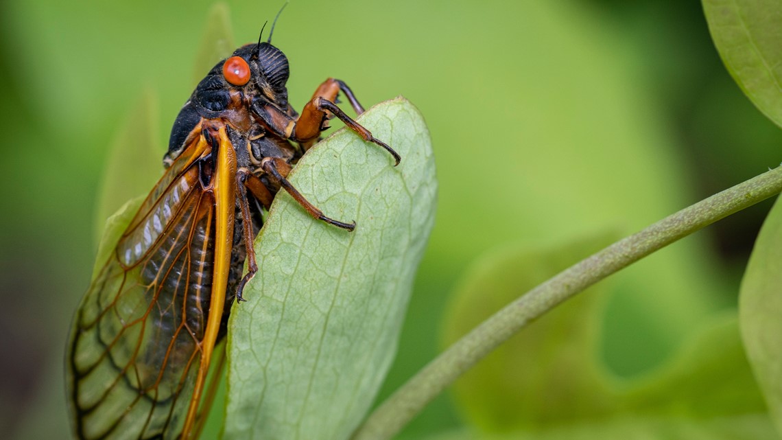 Cicada invasion: 2 broods may emerge in NC this year | VERIFY | wcnc.com